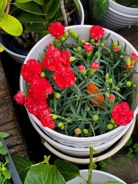 母の日のカーネーション鉢は、今・・・・・｜「フラワープロデュース」　（千葉県木更津市の花キューピット加盟店 花屋）のブログ