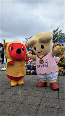 花キューピットちゃんとチーバくんご対面！|「フラワープロデュース」　（千葉県木更津市の花屋）のブログ